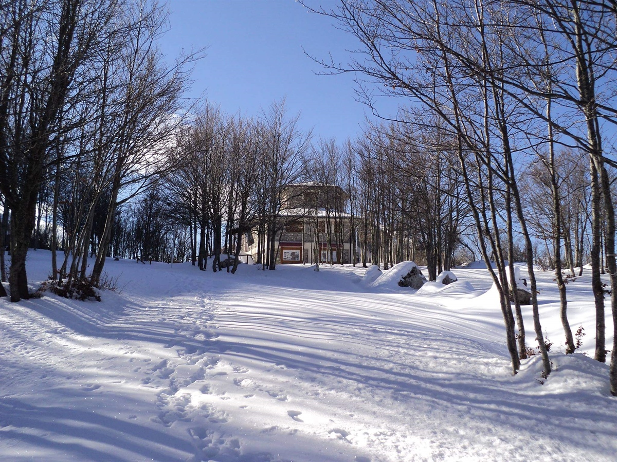 Refuge Pino Loricato