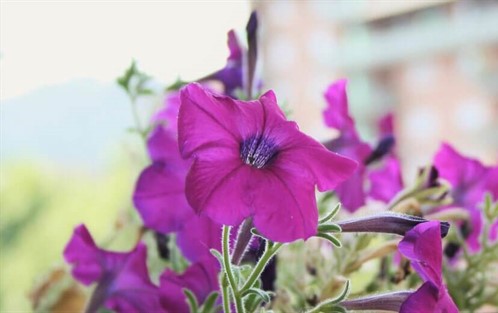 Bed & Breakfast A Casa Romar