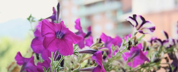 Bed & Breakfast A Casa Romar