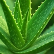 How to care for Aloe Vera