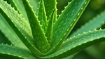 Come curare l'aloe vera