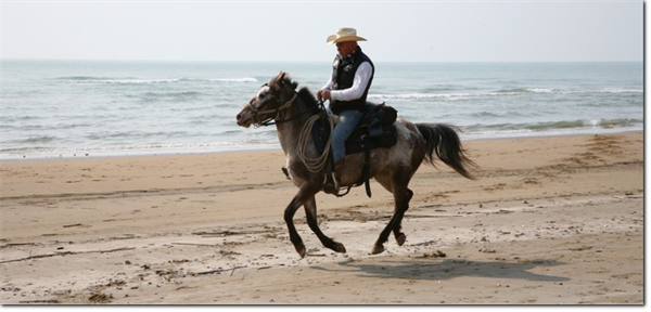 Horse Riding Center Country House Horse ASD