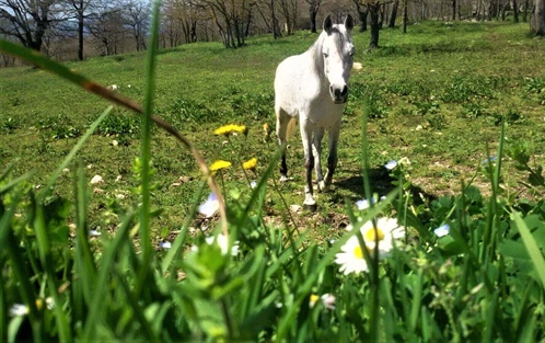 Horse Riding Center Scuderie del Peschio