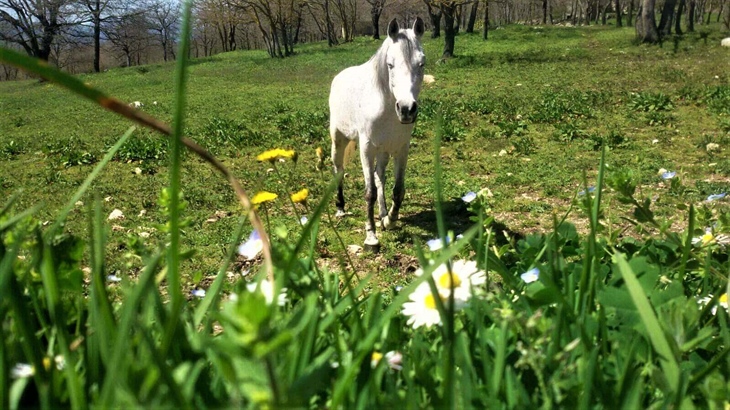 Horse Riding Center Scuderie del Peschio