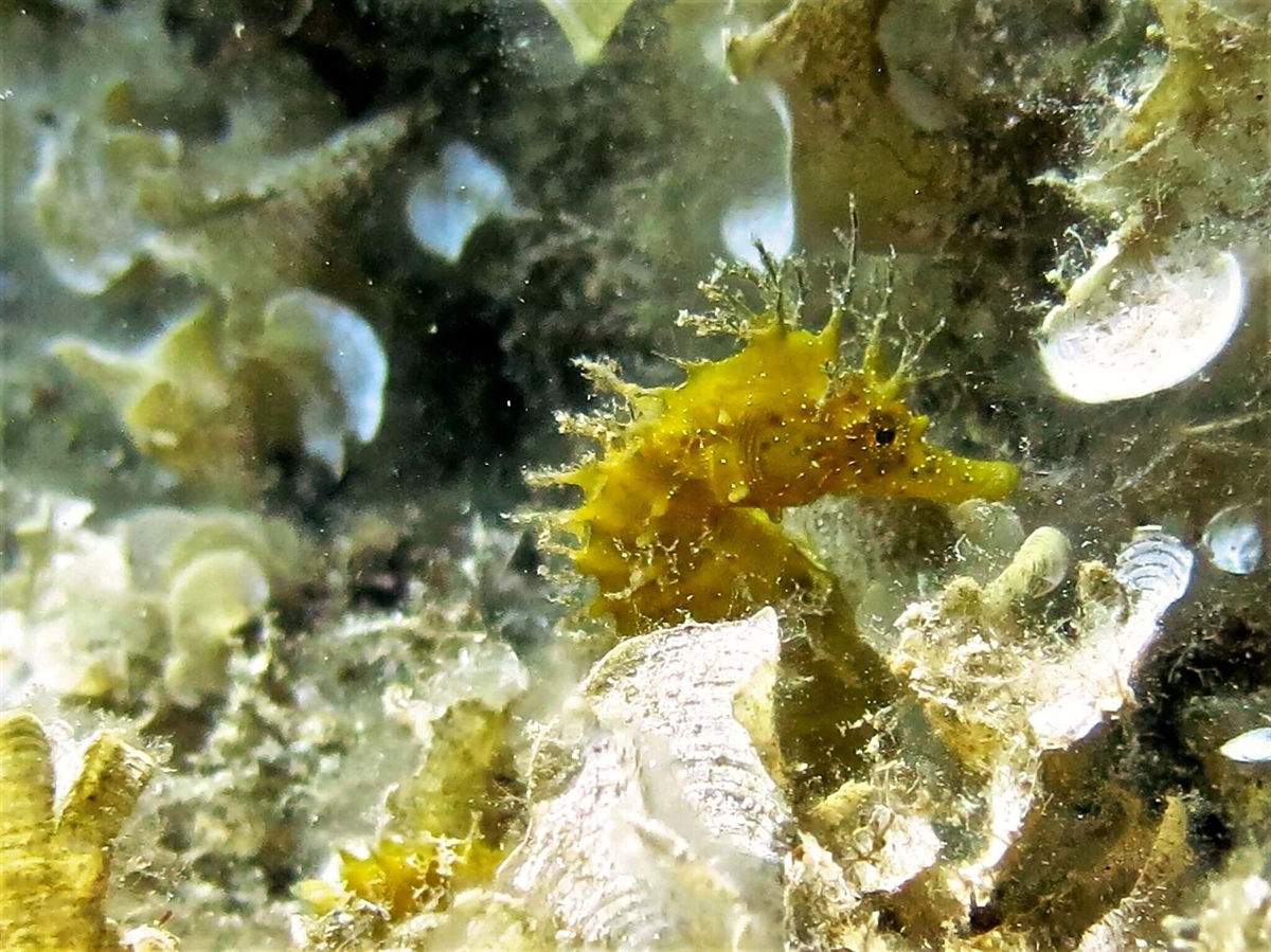 Centro Immersioni Diving in Elba