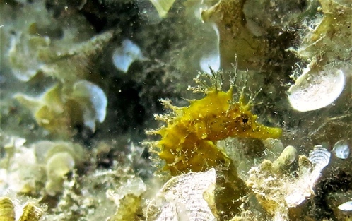 Centro Immersioni Diving in Elba