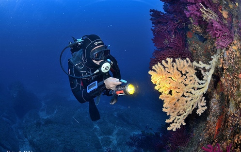 Diving Center Scuba Point Palau