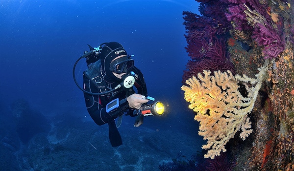 Centro Immersioni Scuba Point Palau