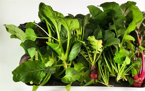 Гидропонное земледелие: как создать свой крытый огород