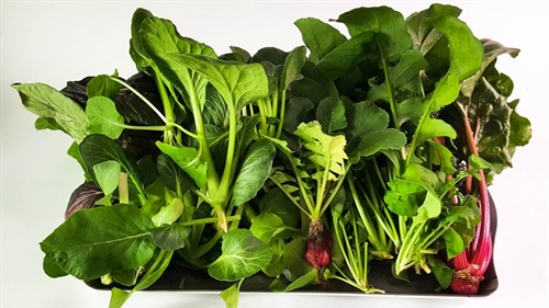 Hydroponic cultivation: how to create your own indoor vegetable garden