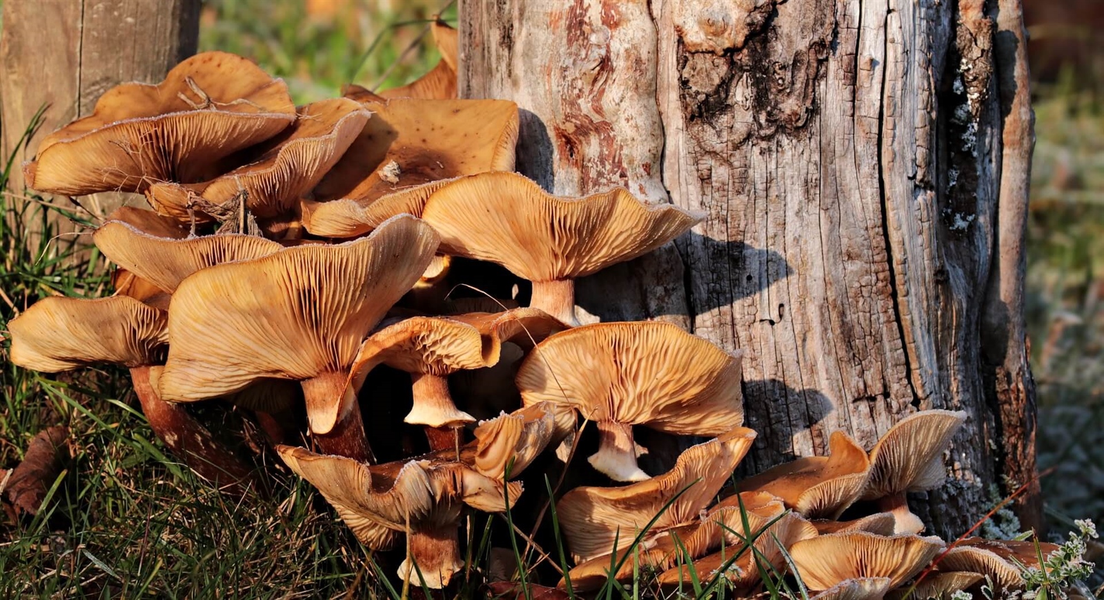 Discovering Mushrooms in the Pollino National Park