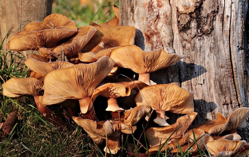 Discovering Mushrooms in the Pollino National Park