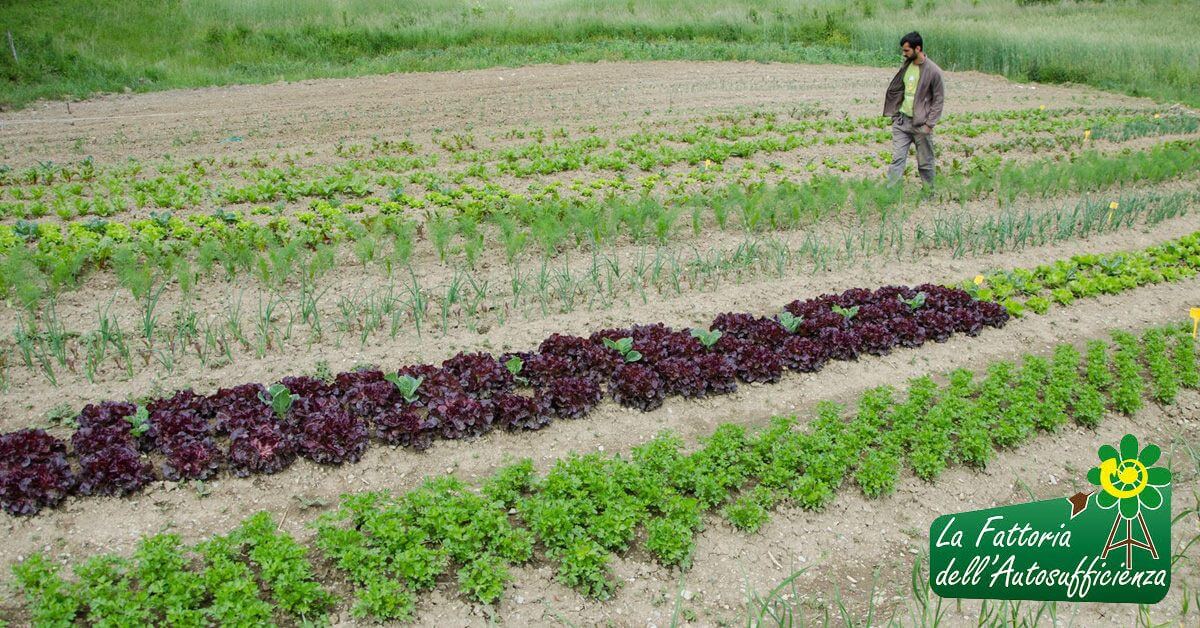 Corso Professionale di Orto Bio-Intensivo - Settembre 2018