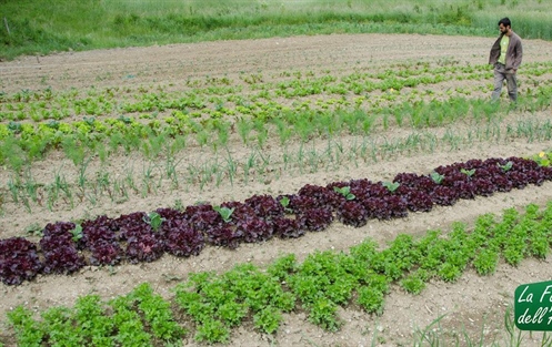 Professional Market Garden Course - September 2018