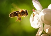 World Bee Day - May 20th