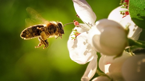 World Bee Day - May 20th