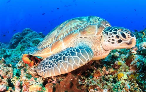 Giornata Mondiale della Biodiversità - 22 Maggio