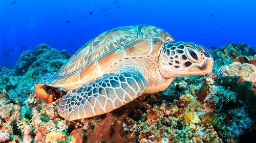 World Biodiversity Day - May 22nd