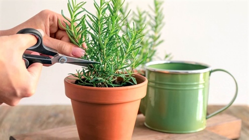 How to make a rosemary seedling from cuttings