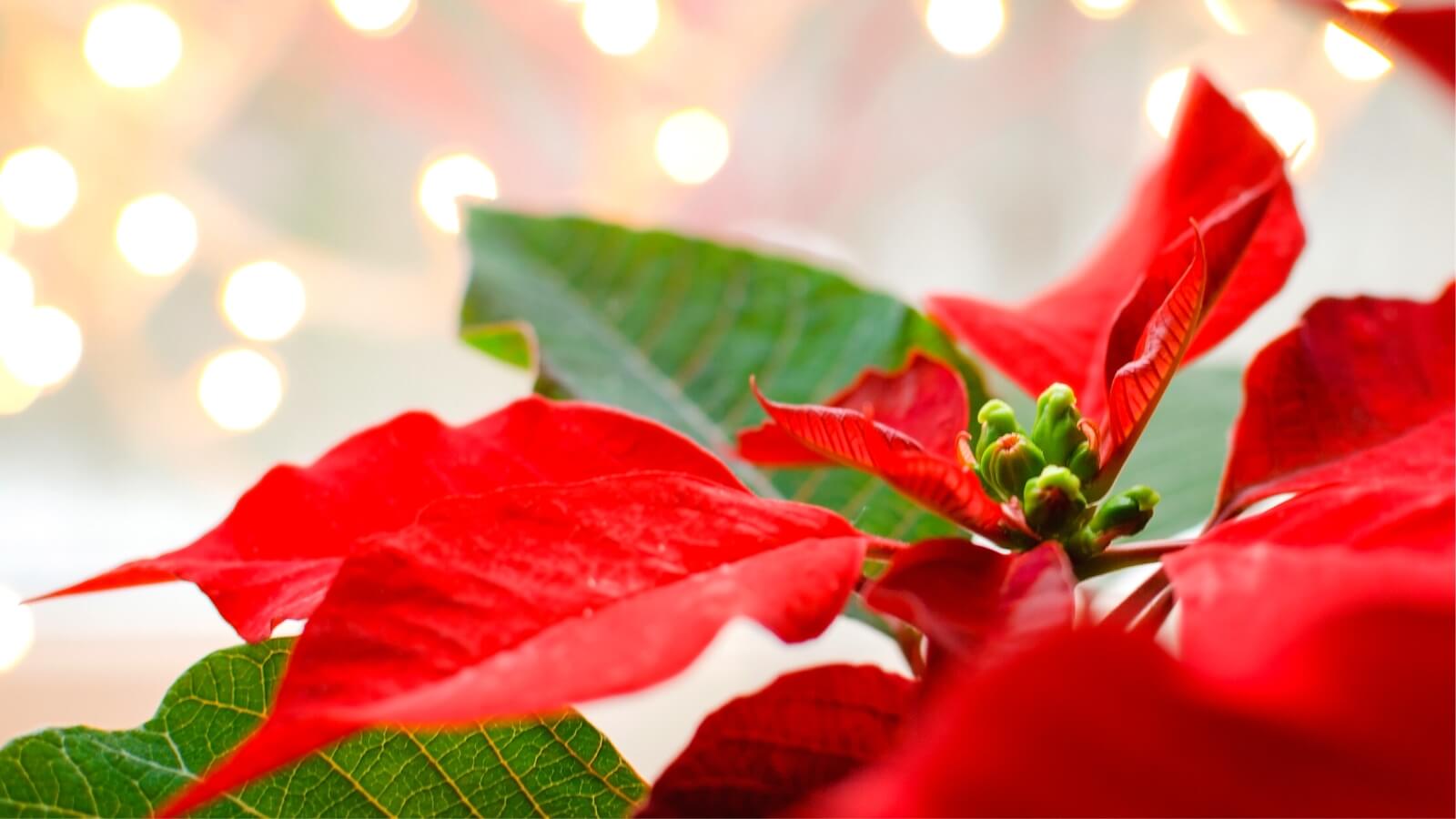 How to care for poinsettia at home