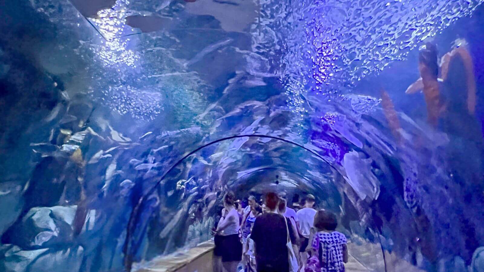 How to access the Oceanografic of Valencia