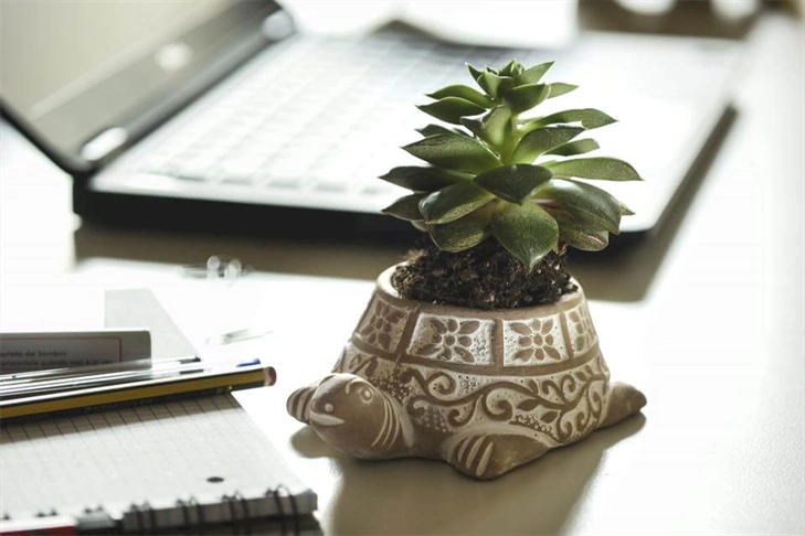 Bottega Equosolidale La Pecora Nera piacenza pc emilia romagna italia tartaruga terracotta con pianta