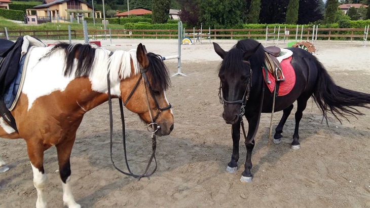 Azienda Agricola Sant’Anna eupilio como co lombardia italia cavalli bianco nero