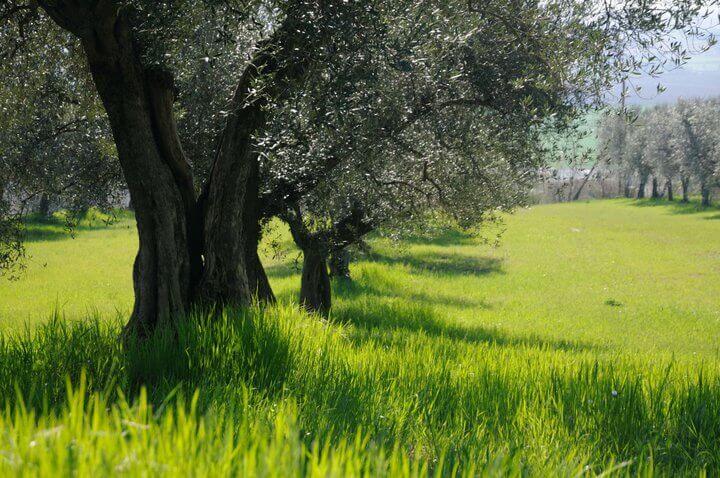 Ecomuseo del Tevere Perugia Umbria Italia Ulivi