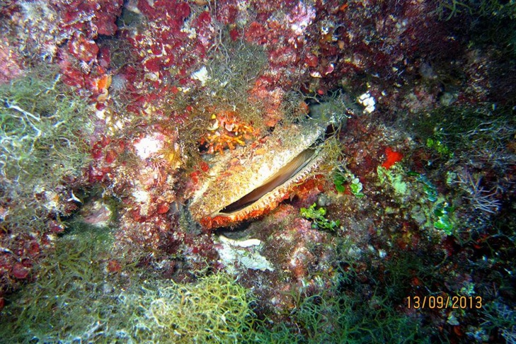 Centro Immersioni Scuba Diving Otranto Lecce LE Puglia Italia Fondali Marini