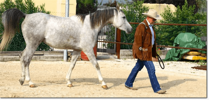 Centro Ippico Country House Horse ASD Monteforte d Alpone Verona VR Veneto Italia Cavallo Bianco