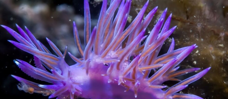 Centro Immersioni Il Faro Diving Acireale Catania CT Sicilia Italia Animale Marino Viola