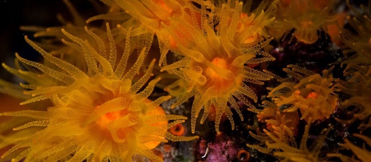 Centro Immersioni Il Faro Diving Acireale Catania CT Sicilia Italia Marine Life