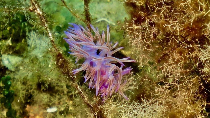 Centro Immersioni Diving in Elba Isola d Elba Livorno LI Toscana Italia Animale Marino Viola