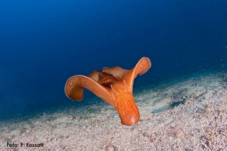 Centro Immersioni Scuba Point Palau Olbia Tempio OT Sardegna Italia Animale Marino