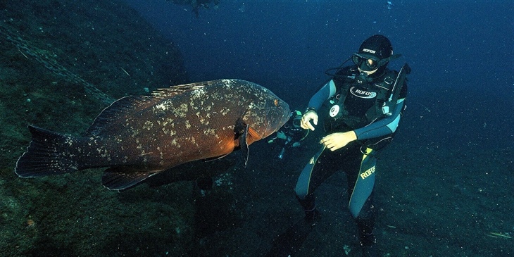 Centro Immersioni Scuba Point Palau Olbia Tempio OT Sardegna Italia Sub Pesce