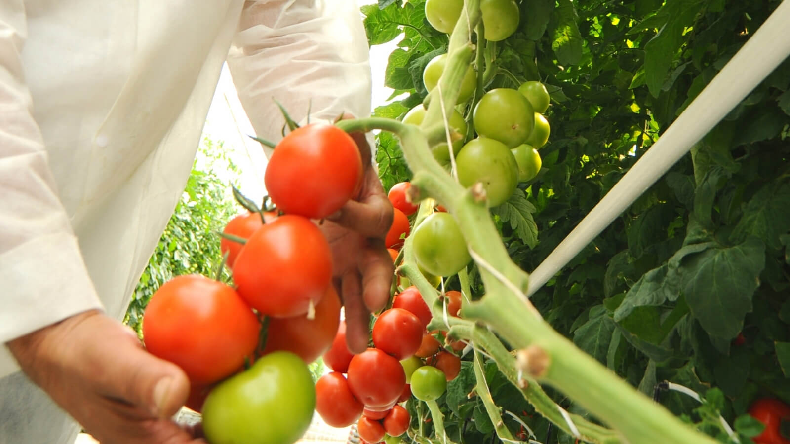 Pomodori in coltivazione idroponica