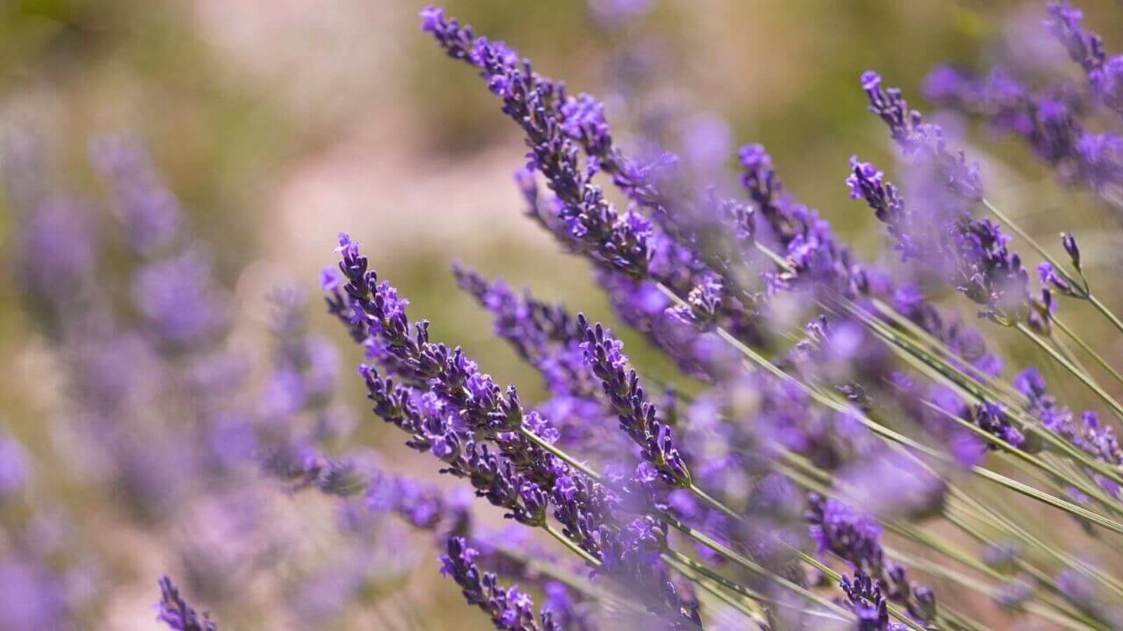 Aromaterapia - Lavanda