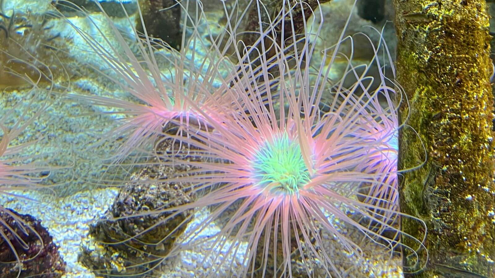 Marine organism at the Oceanografic in Valencia