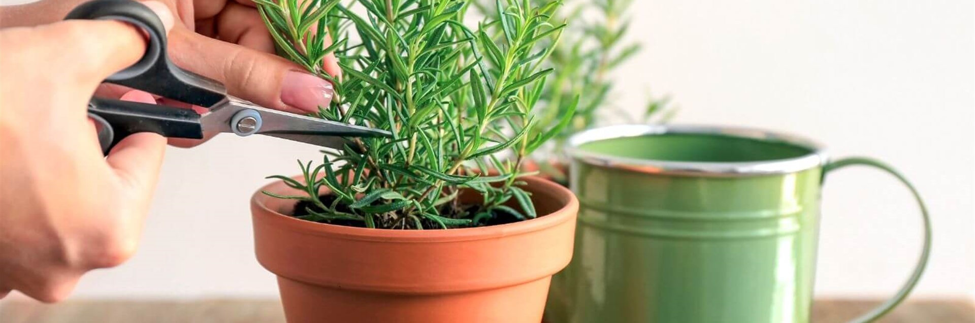 How to make a rosemary seedling from cuttings