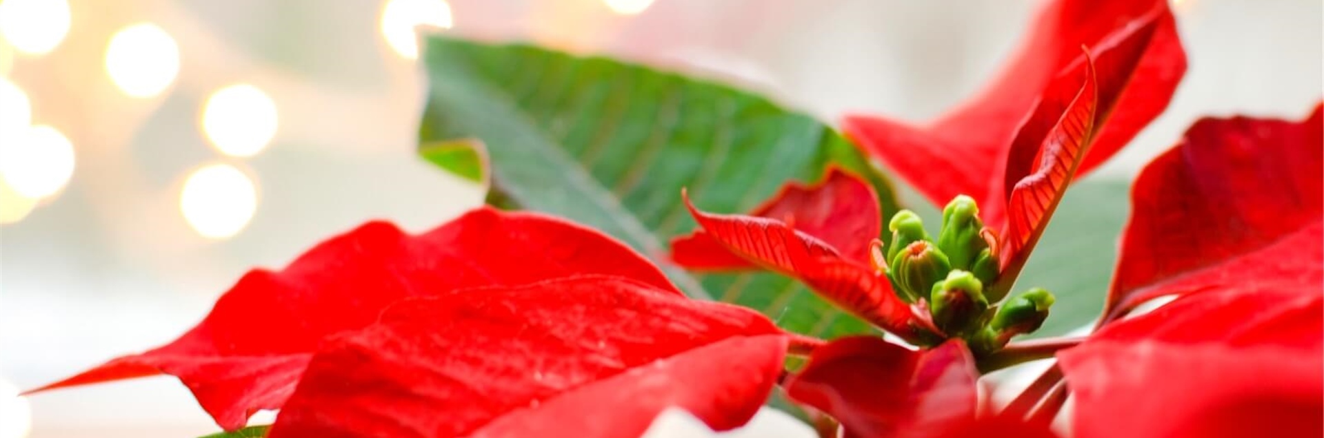 How to care for poinsettia at home